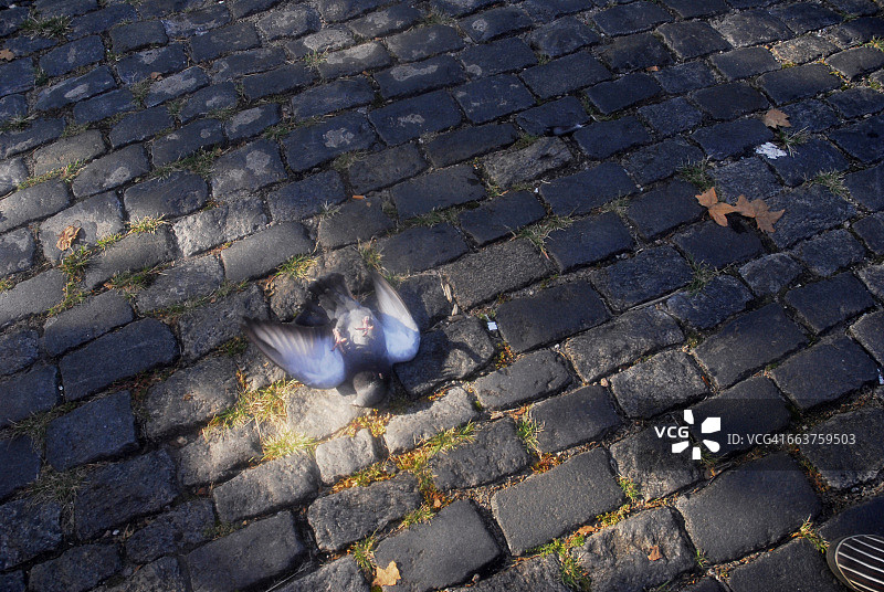 地面上的死鸟图片素材