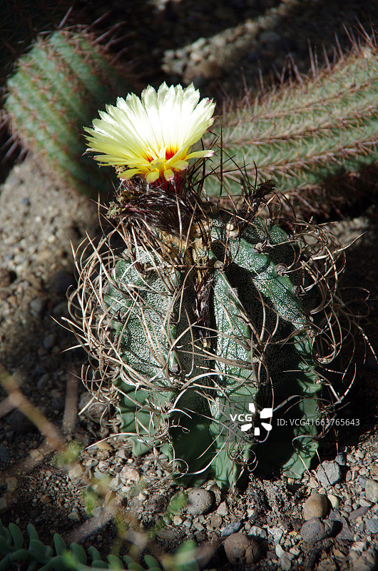 纹理系列:的图片素材