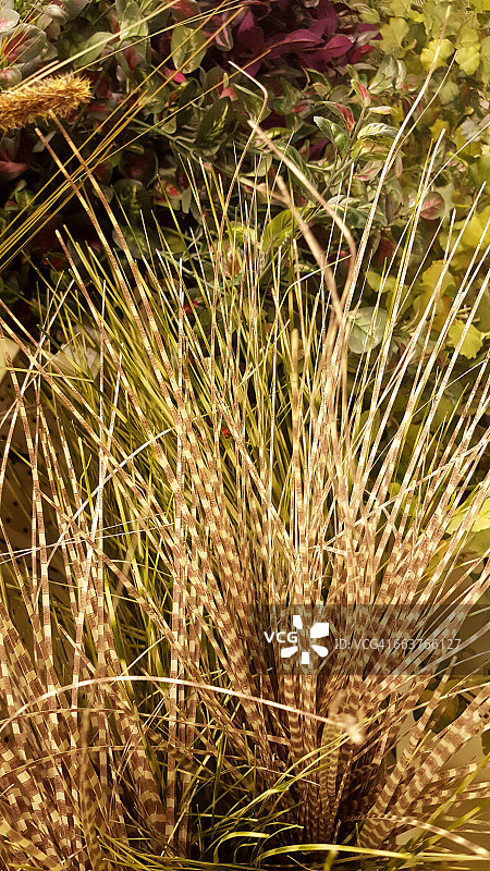 纹理系列:的图片素材