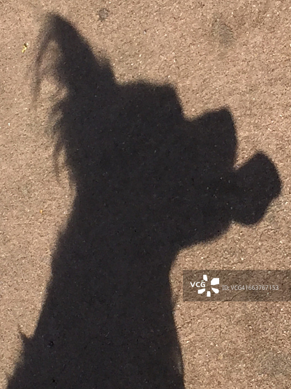 阴影宠物图片素材