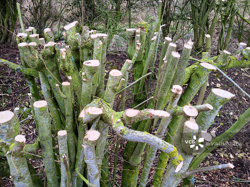 纹理系列:的图片素材