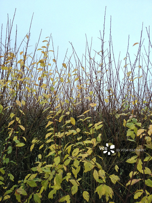 纹理系列:的图片素材