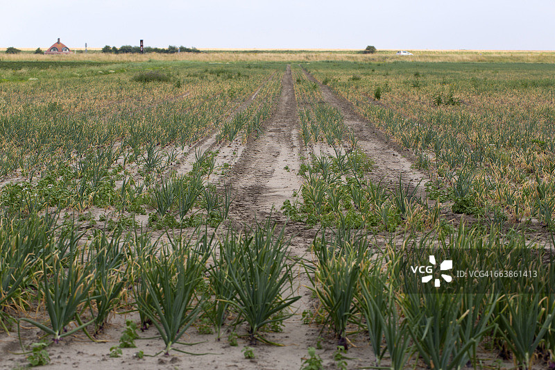 暴雨摧毁的洋葱田图片素材