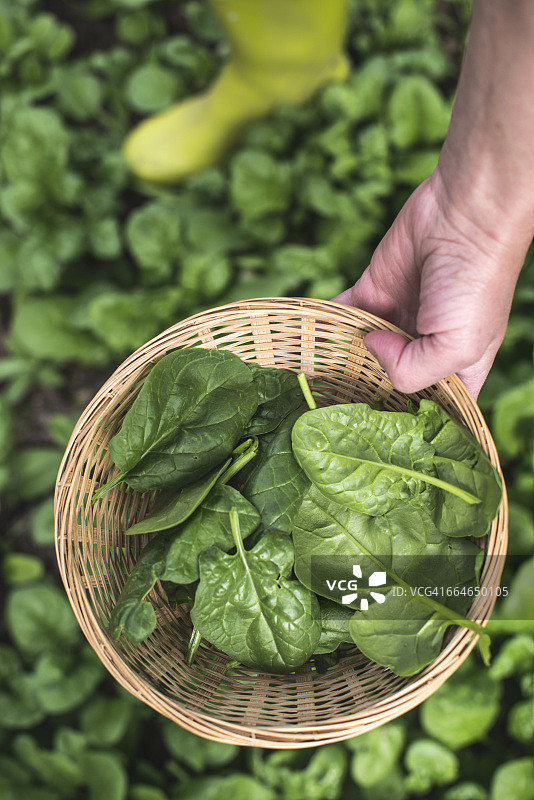 在家庭菜园采摘菠菜，有机菠菜图片素材