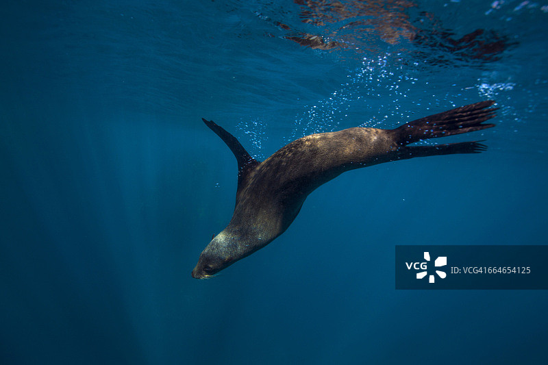 南非开普敦海豹图片素材