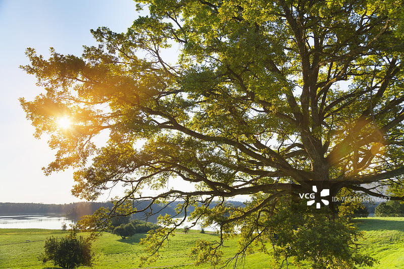 德国巴伐利亚州奥斯特湖畔阳光下的树木和湖泊图片素材