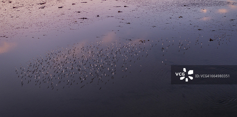 鸟群飞过水面图片素材