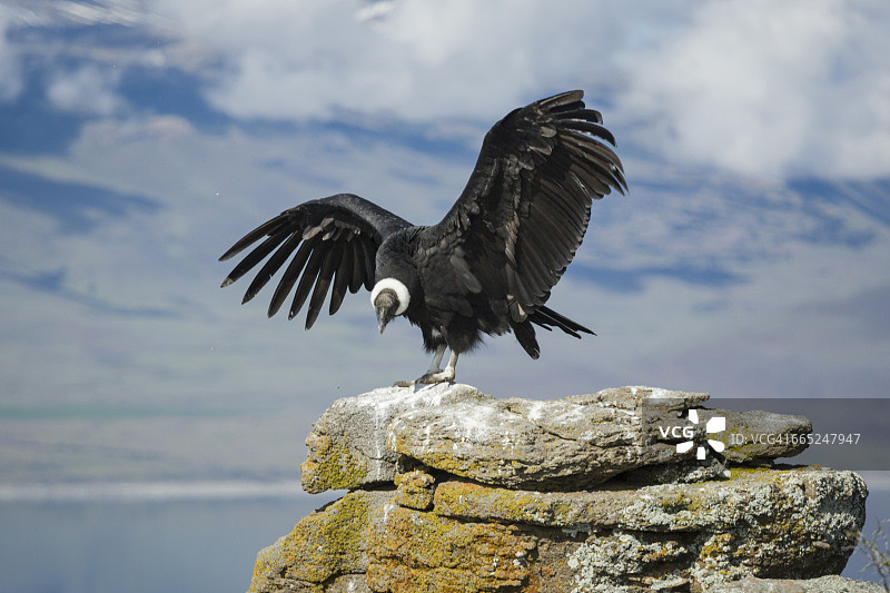 巴塔哥尼亚的安第斯神鹰图片素材