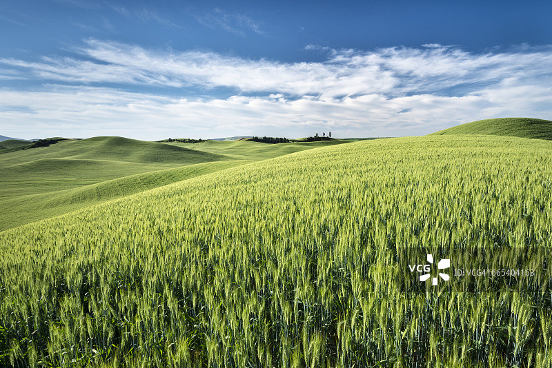 帕卢斯地区的麦田图片素材