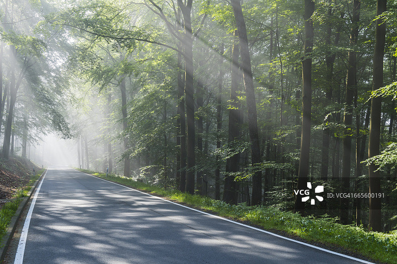 穿过有雾和阳光的森林的道路图片素材