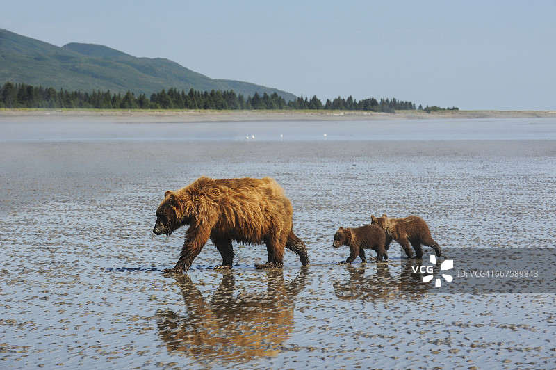 克拉克湖国家公园：棕熊母子在阿拉斯加泥滩上寻找蛤蜊图片素材