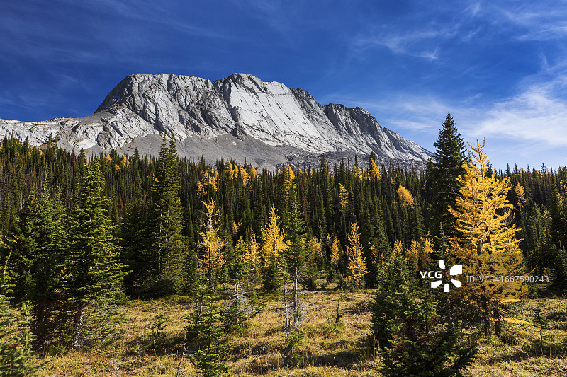卡纳纳斯基斯省立公园的秋季彩色落叶松树阿尔卑斯山草甸图片素材