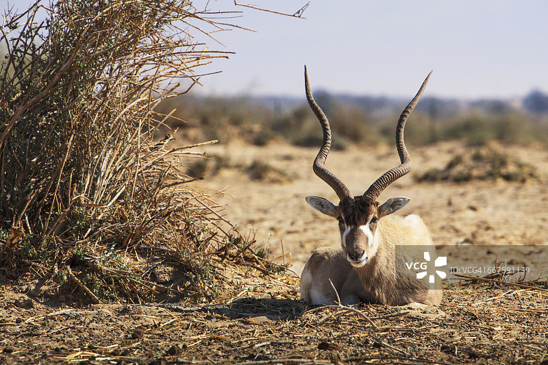 阿拉瓦山谷的野生动物图片素材