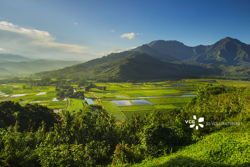 哈纳雷瞭望台可欣赏可爱岛芋头种植园的景色，这里种植了夏威夷大部分的芋头图片素材