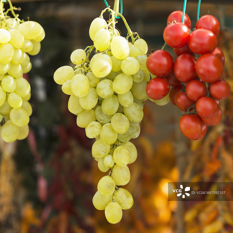 悬挂的绿色葡萄和葡萄番茄图片素材