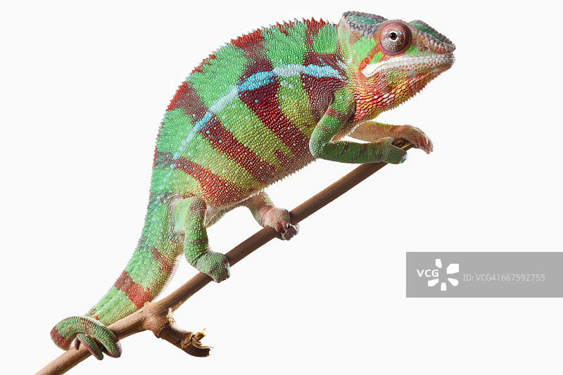 白色背景上的彩色豹纹变色龙图片素材