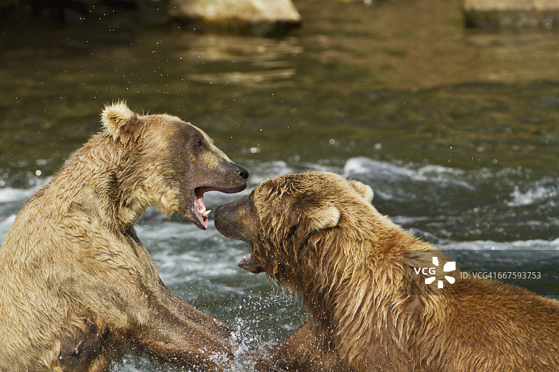 棕熊在布鲁克斯河中争斗，捕食红鲑鱼，卡特迈国家公园和保护区，阿拉斯加西南部图片素材