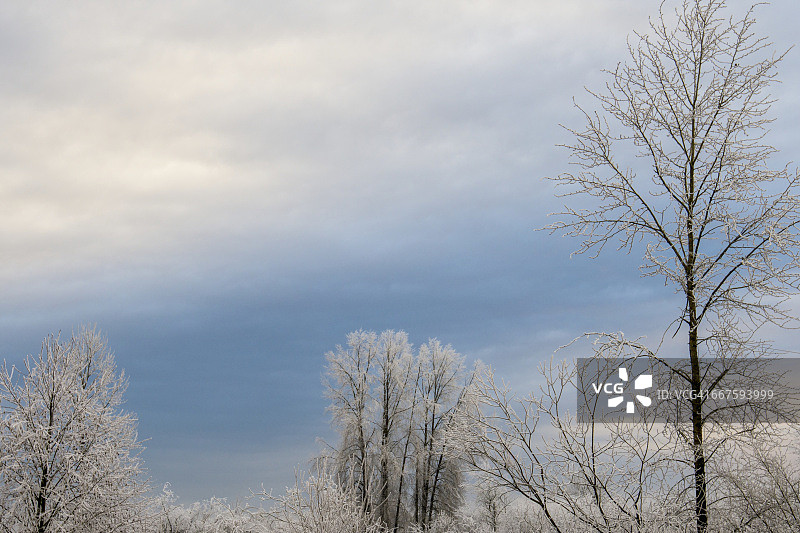寒冬雾后，树枝上挂满冰霜图片素材