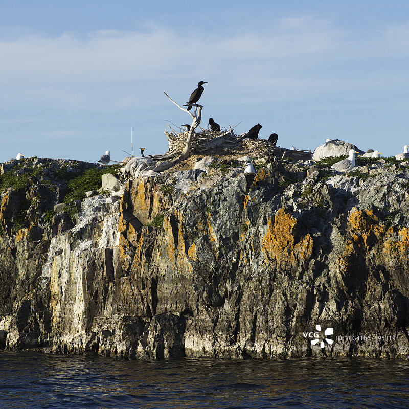 鸟类栖息在伍兹湖岸边崎岖的悬崖上图片素材