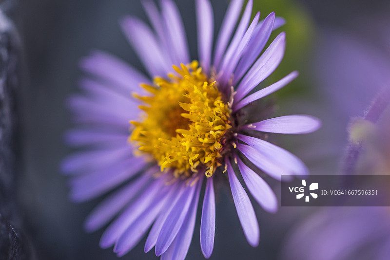 阿拉斯加北极国家野生动物保护区西伯利亚紫菀图片素材