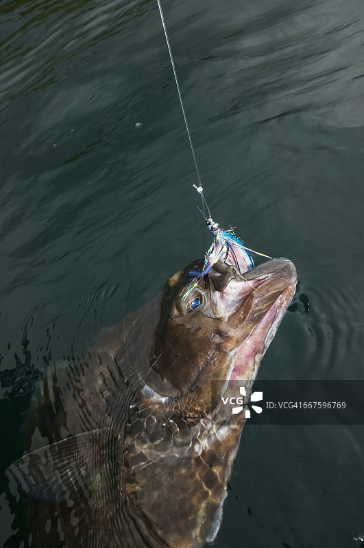 在阿拉斯加用飞蝇钓具捕获的庸鲽鱼图片素材