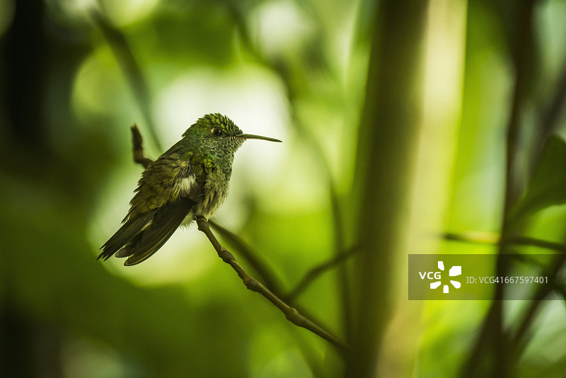 树枝上的铜腰蜂鸟（Amazilia tobaci）图片素材
