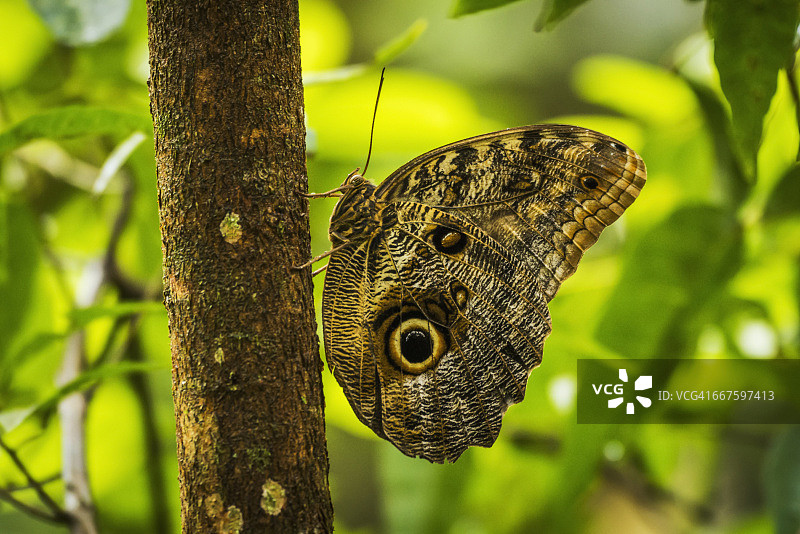 阿喀琉斯闪蝶垂直栖息在树上图片素材