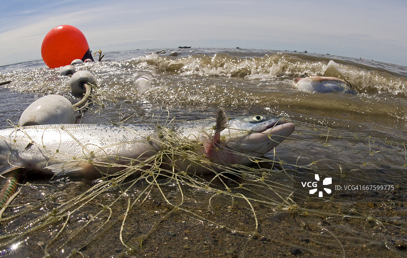 阿拉斯加布里斯托尔湾海滩上的三文鱼渔网图片素材