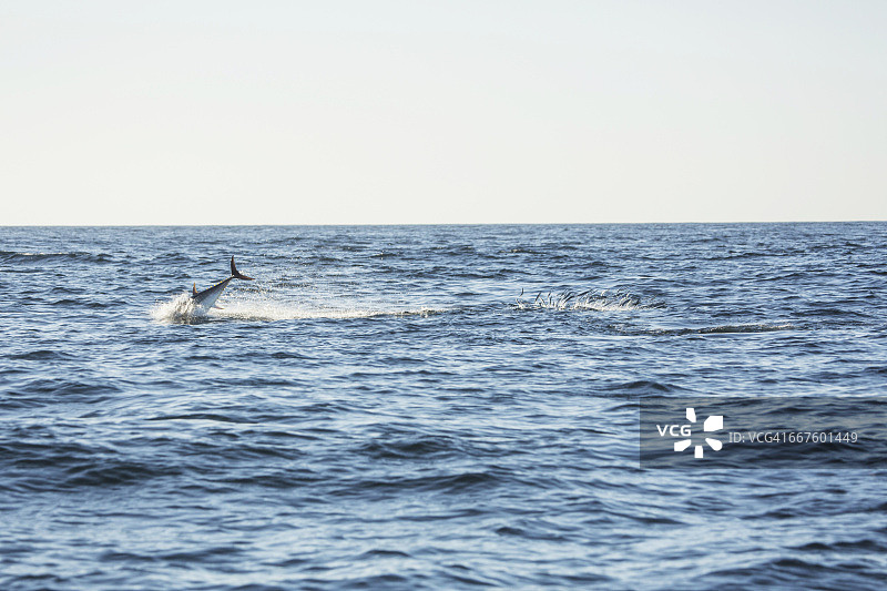 在北大西洋跳跃的鲸鱼图片素材