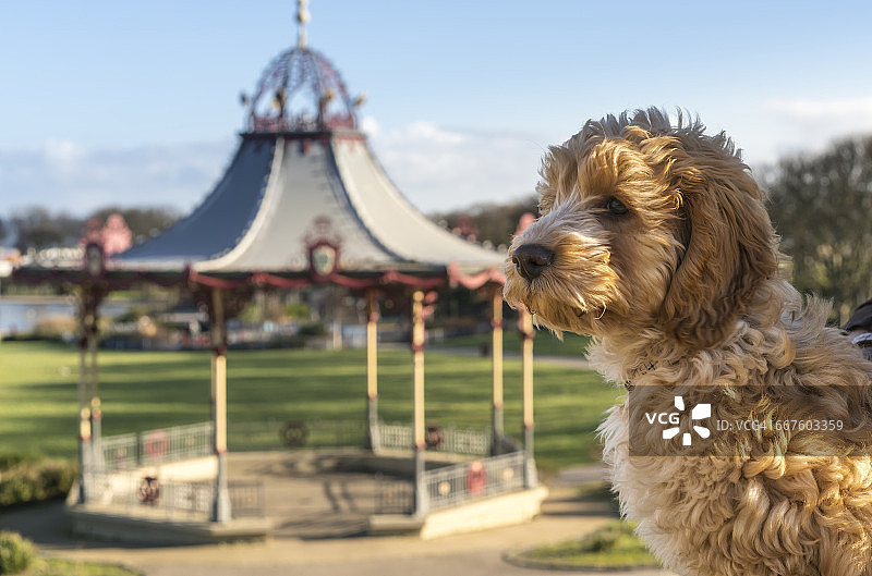 狗狗在前景中，背景是装饰性的凉亭图片素材