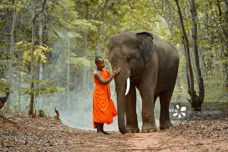 泰国森林大象僧侣图片素材