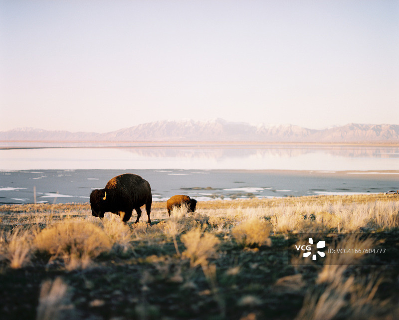 水牛在羚羊岛犹他州放牧图片素材