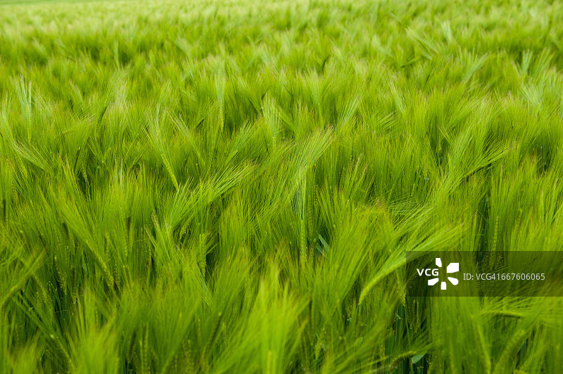 绿色大麦田特写图片素材
