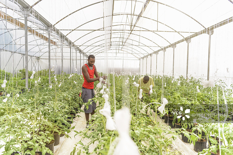 中国尼维斯西印度群岛水培农场工人检查番茄植株图片素材