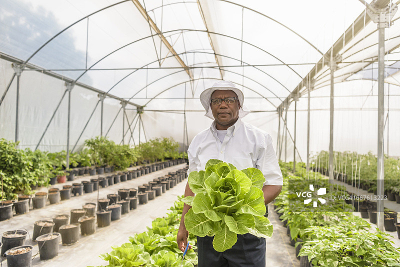 在尼维斯水培农场手持罗马生菜的工人肖像图片素材