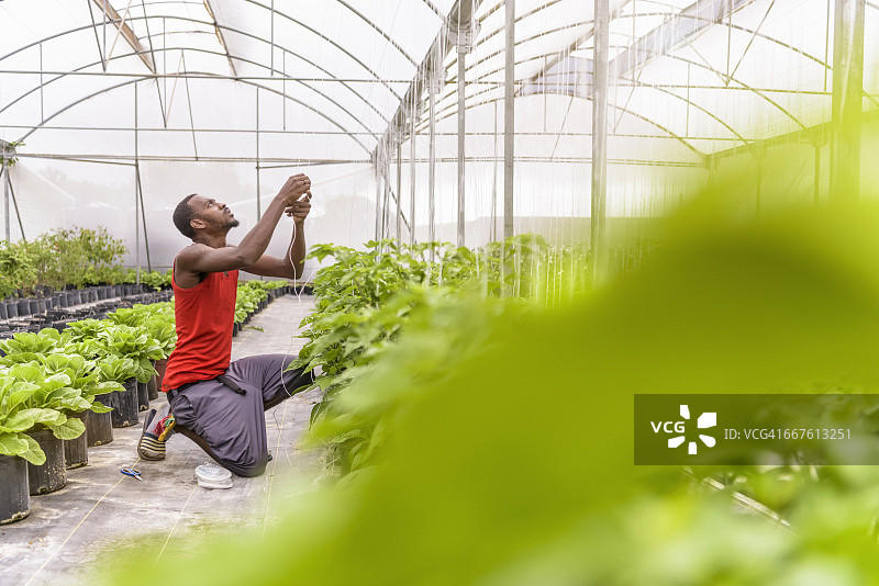 在尼维斯（西印度群岛）的水培农场中，工人捆扎甜椒植物图片素材