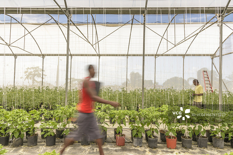 西印度群岛尼维斯水培农场的工人图片素材