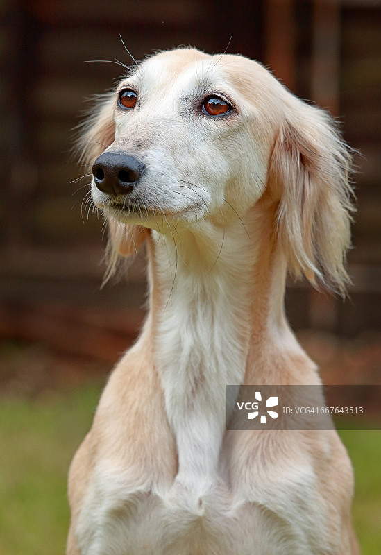 狗升值的一天图片素材
