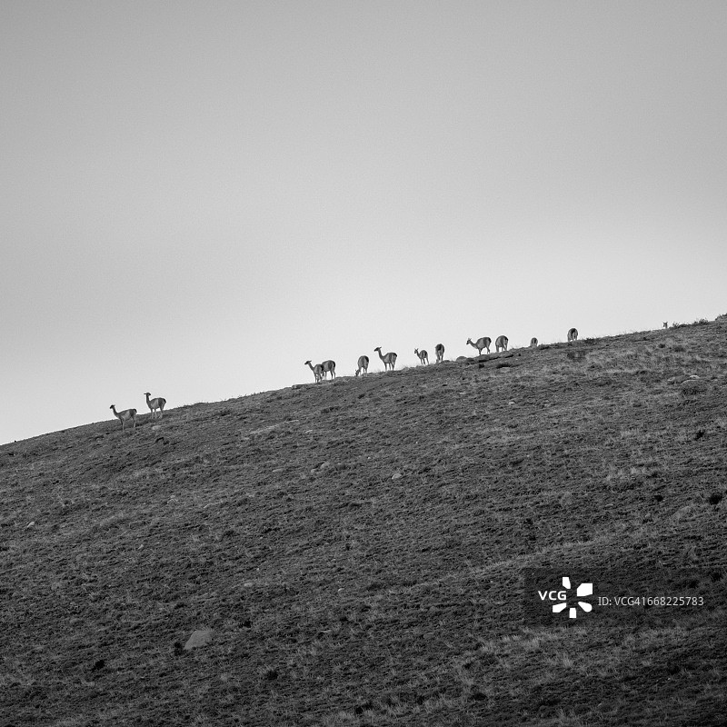 百内国家公园的原驼图片素材