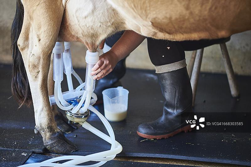 挤牛奶女工挤奶特写图片素材