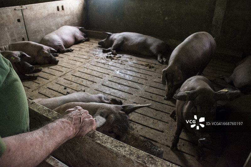西班牙萨拉曼卡，养猪户看护伊比利亚猪图片素材
