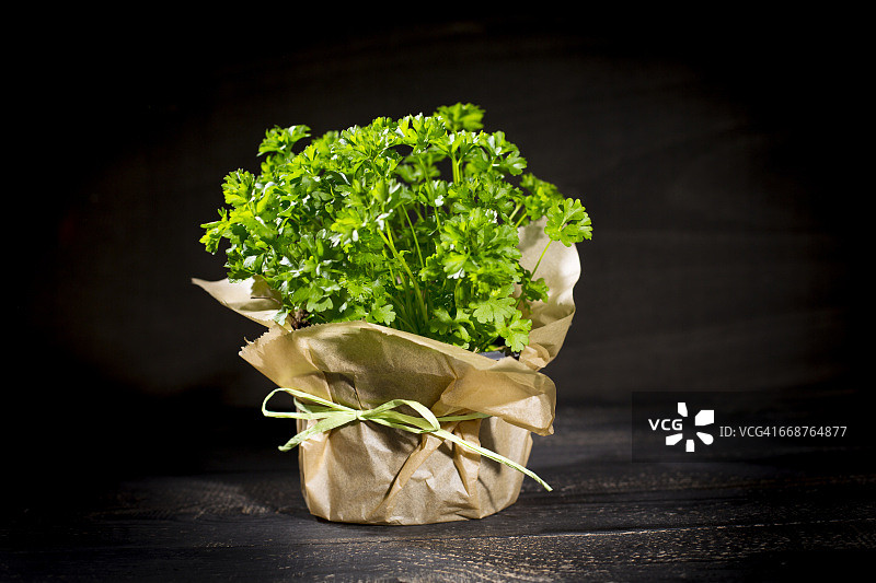 盆栽扁叶欧芹图片素材