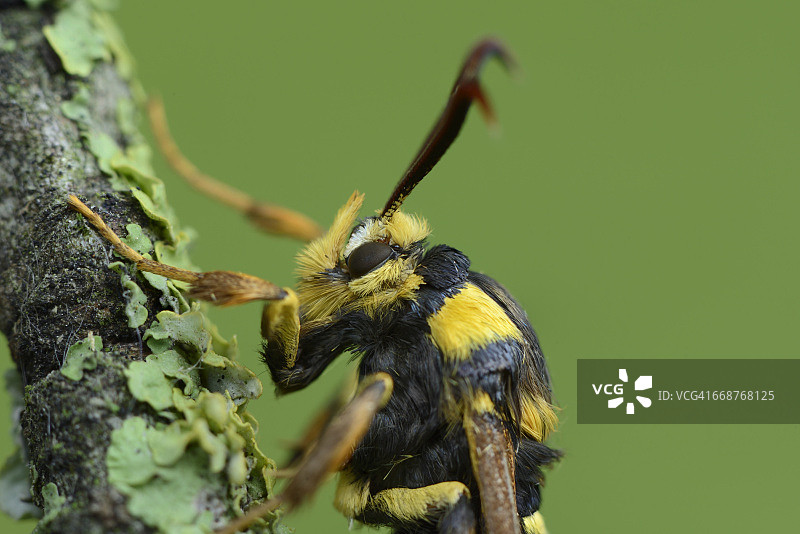 树枝上的大胡蜂图片素材