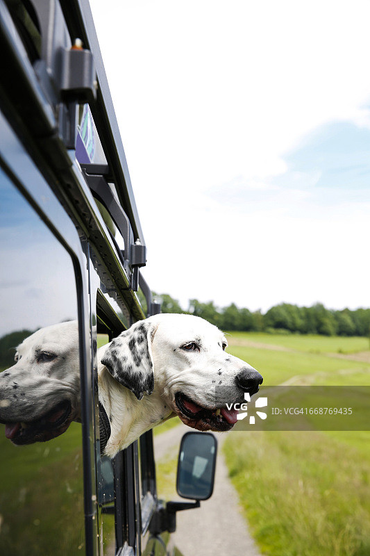 杂种犬从越野车的窗户向外看图片素材