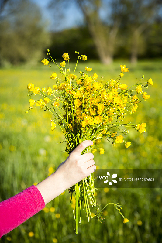 女孩的手拿着一束毛茛图片素材