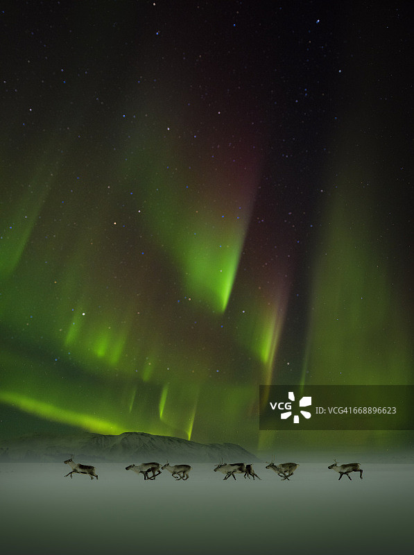 驯鹿与北极光图片素材