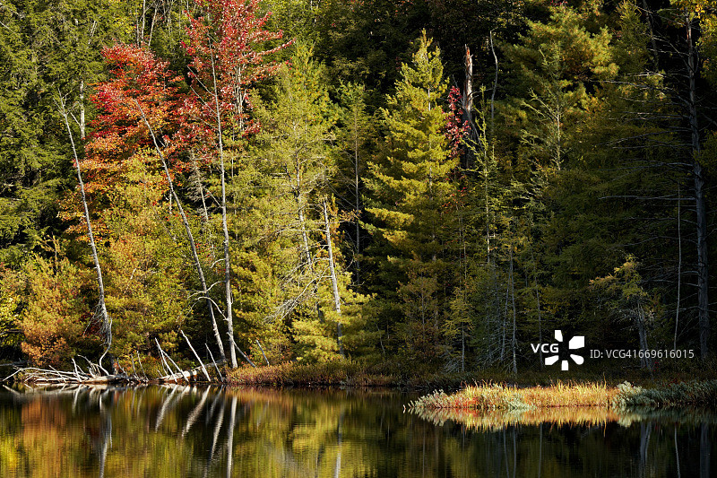 红杰克湖日出时的海岸线图片素材