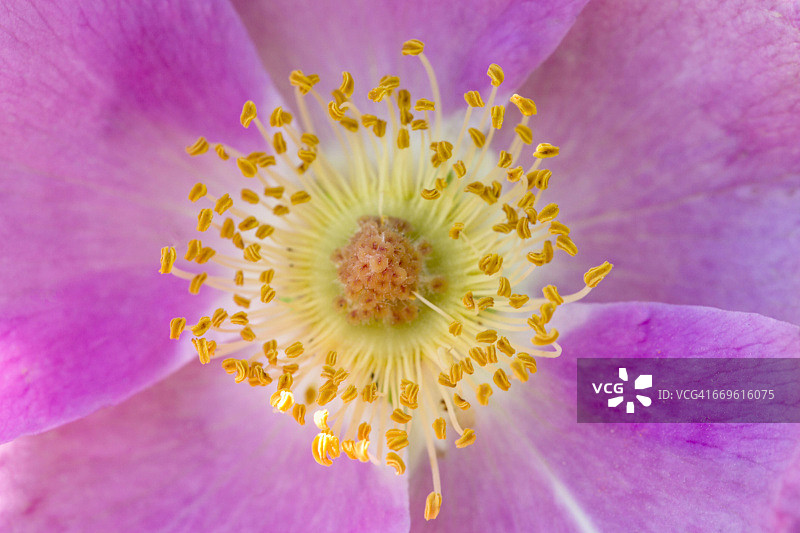 野蔷薇特写图片素材