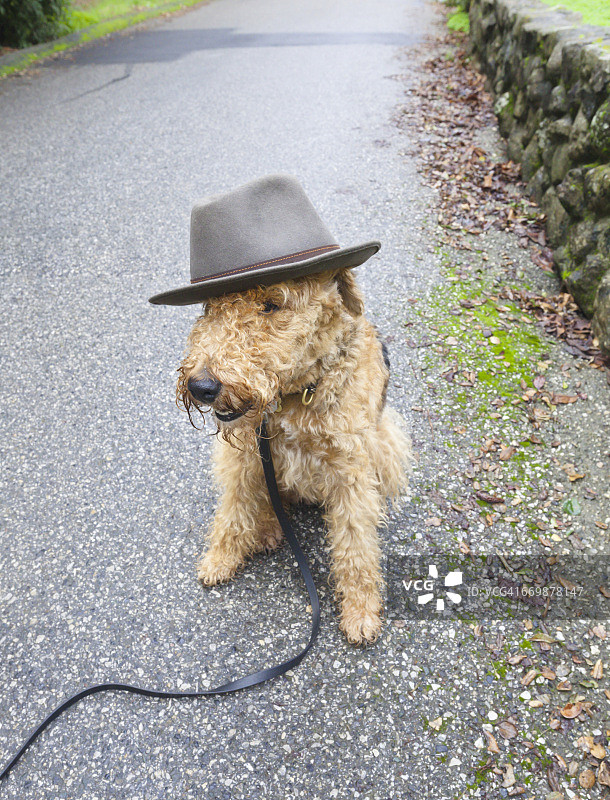 戴帽子的动物图片素材