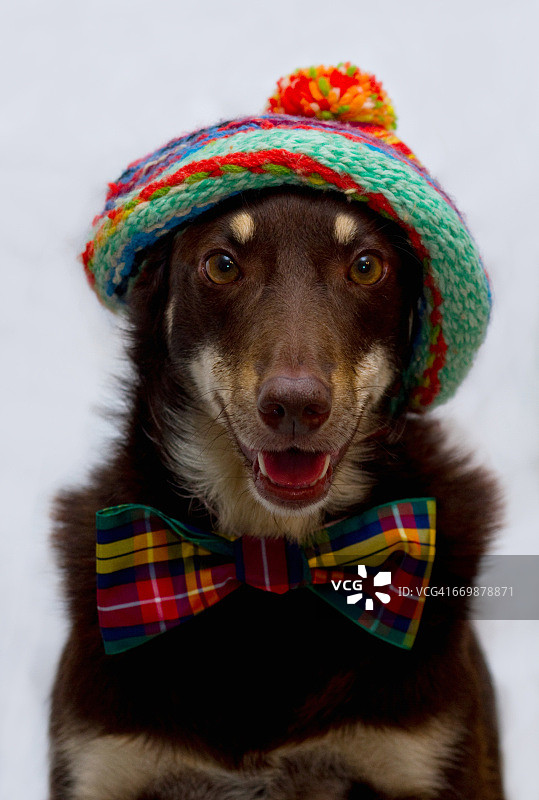 戴帽子的动物图片素材